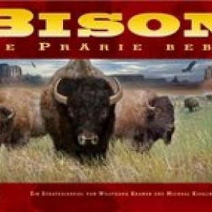 Bison Thunder on the prairie