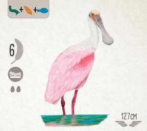 Roseate Spoonbill 2