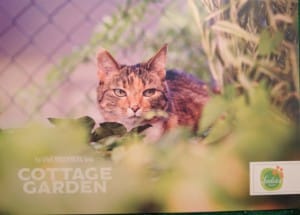 La carte postale-goodies qui envoie de l'herbe à chat