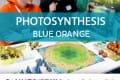 CANNES 2017 – Photosynthesis
