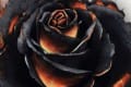 Black Rose Wars : La rose a des épines…