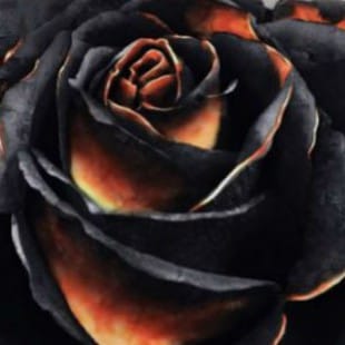 Black Rose Wars : La rose a des épines…