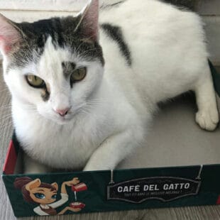 Café del Gatto : le chat dans la boite